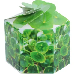 Pop Up Planter Kit - Money Plant